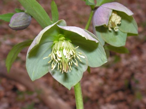 Čemerica purpurová (Helleroborus purprascens). Kvet zobrazený v logu NP Poloniny.