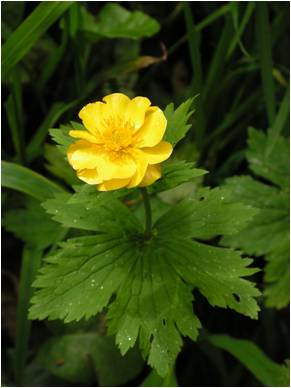 Iskerník karpatský (Ranunculus carpaticus).Na Slovensku je známy z jedinej lokality v Národnom parku Poloniny.