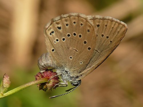 Lúky NP Poloniny poskytujú životný priestor pre obrozené motýle rodu Phengaris.