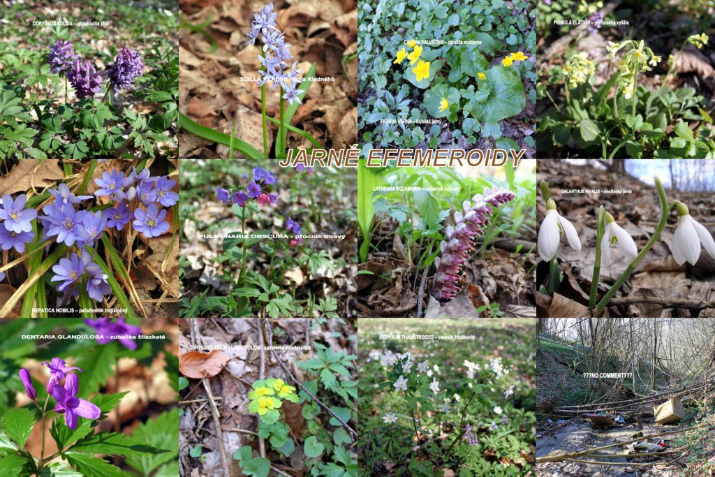 fotografia jarných efemeroidov