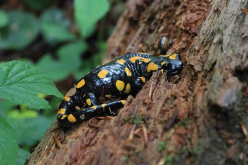 Salamandra škvrnitá – typický zástupca sveta živočíchov