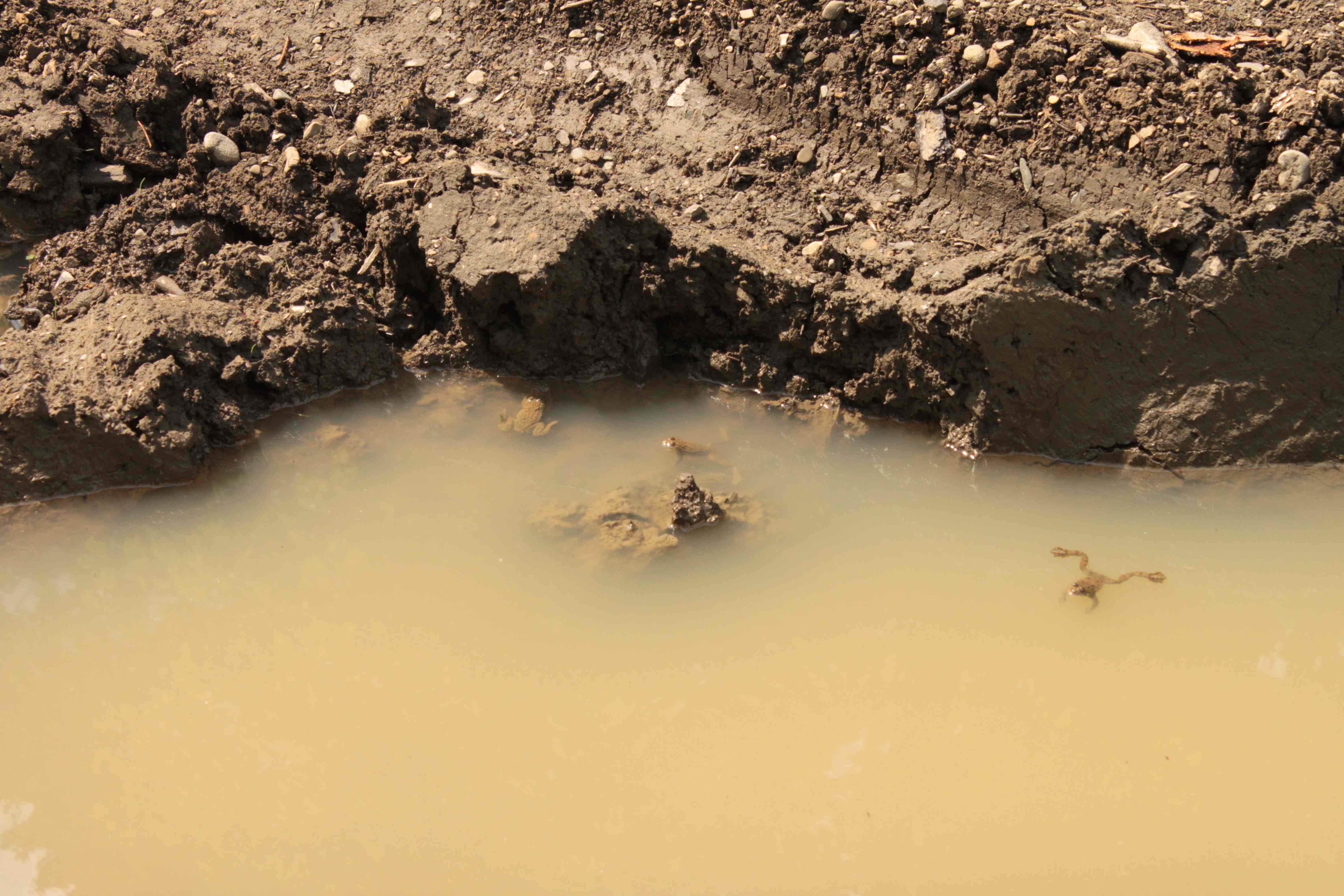 Kunka žltobruchá (Bombina variegata)