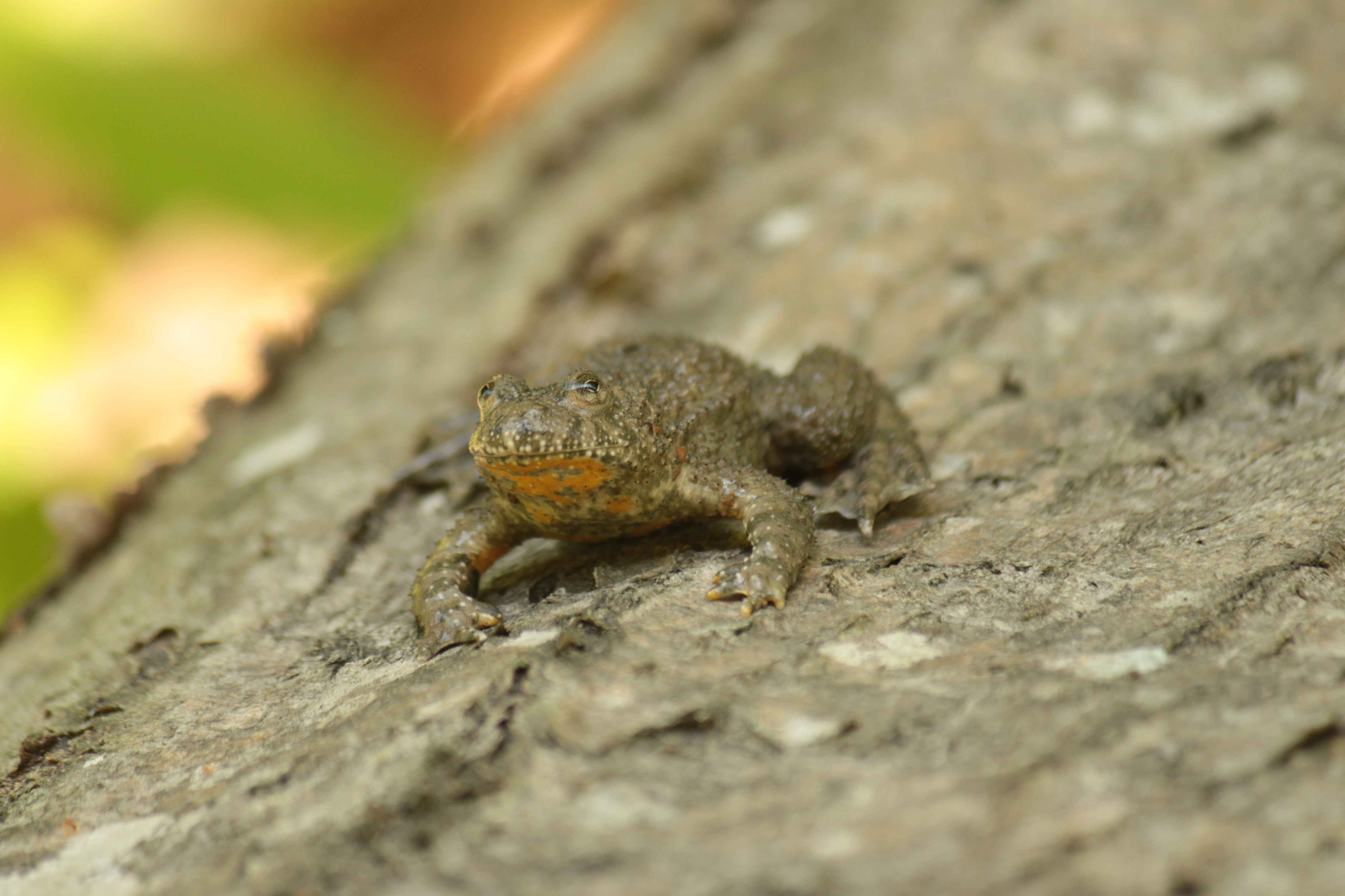 Kunka žltobruchá portrét
