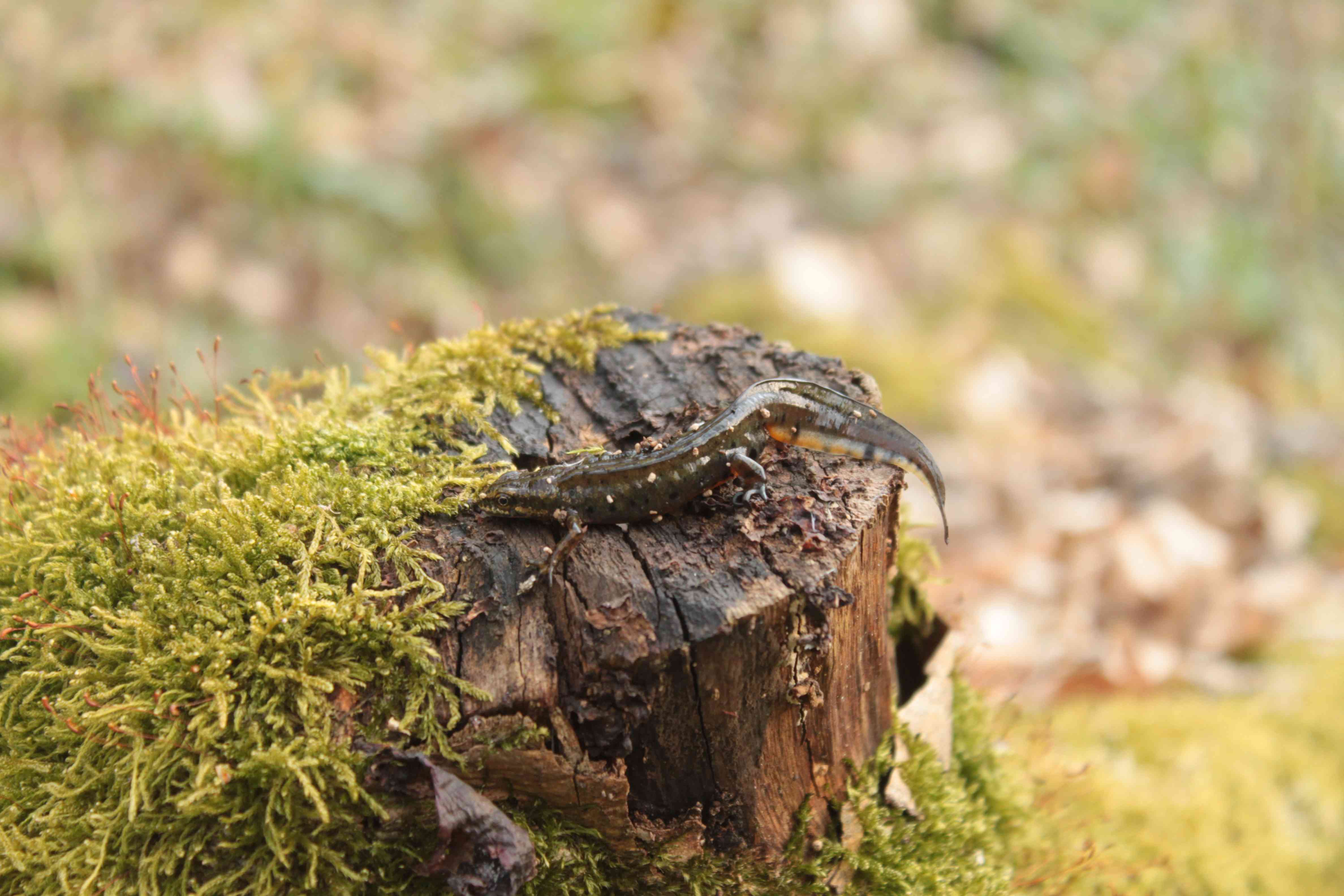 Mlok karpatský - obidve pohlavia majú na konci chvosta nápadné matne čierne „koncové vlákno“, ktoré má u samcov dĺžku 0,3 až 1,2 cm, u samíc je kratšie najviac 0,6 cm. Je to jeden z hlavných determinačných znakov tohto druhu.