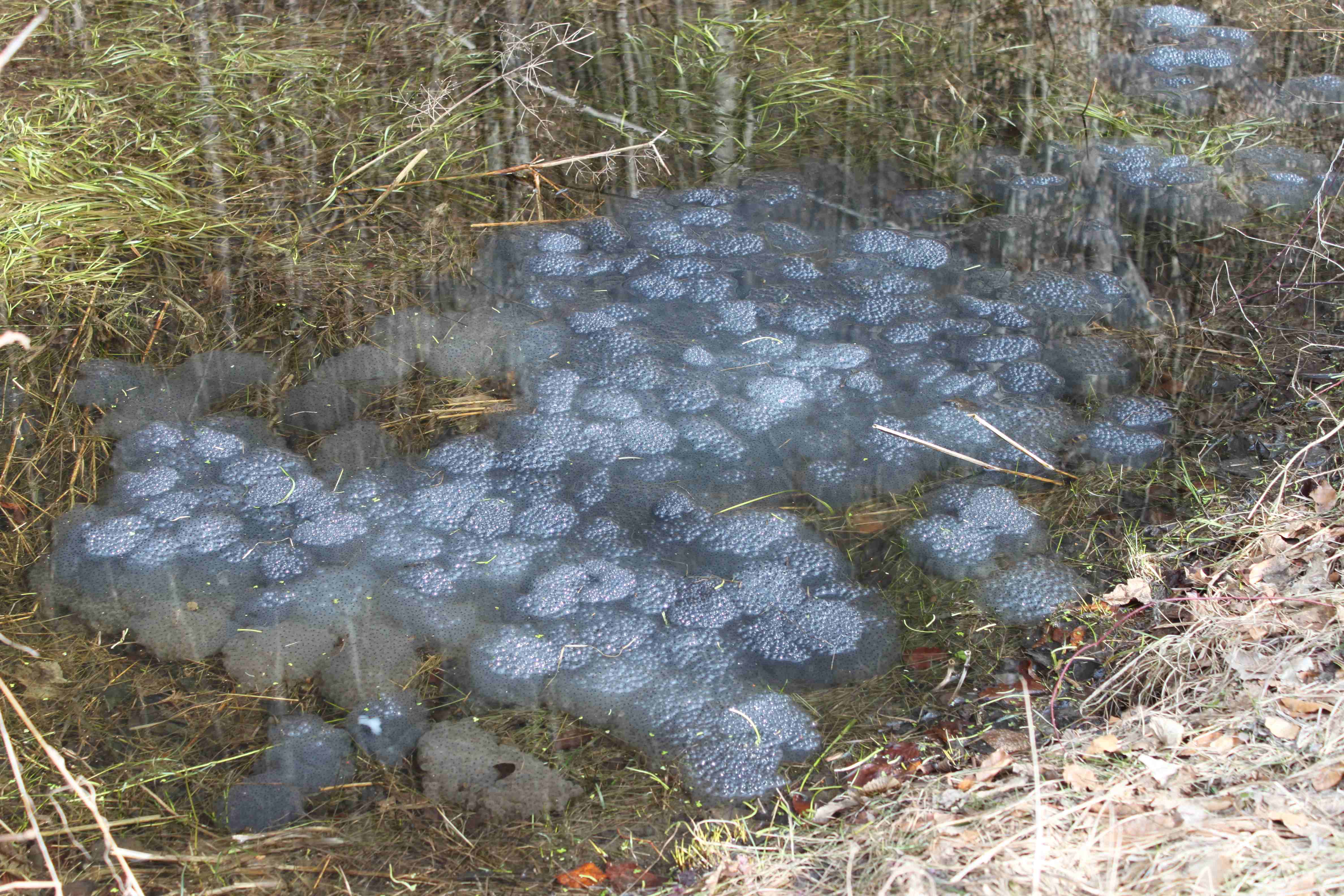 Skokan hnedý – samičky kladú vajíčka vo veľkých neforemných zhlukoch