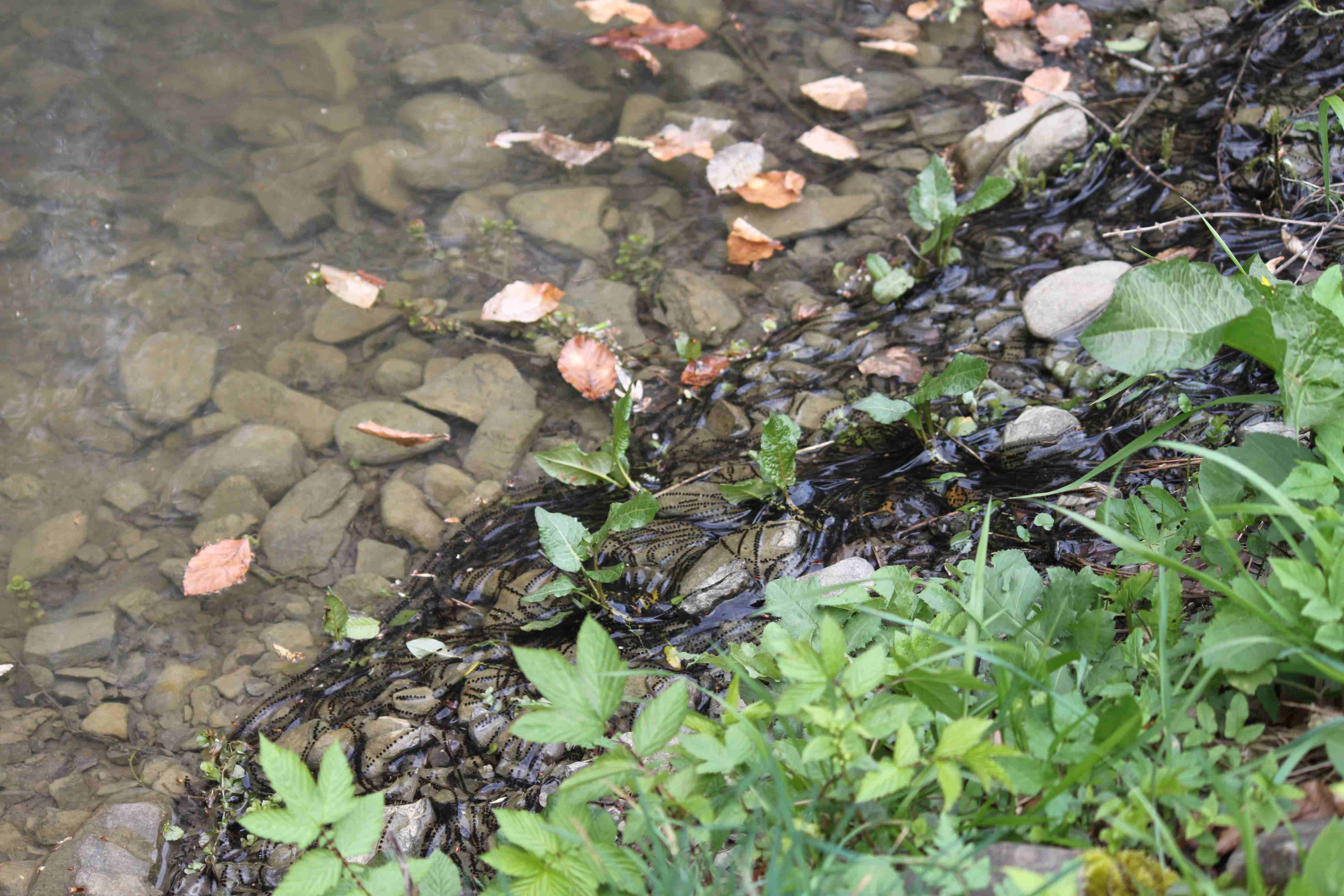 Vajíčka ropuchy zelenej sú uložené v úhľadných dlhých retiazkach, na dne plytkej až veľmi plytkej vody