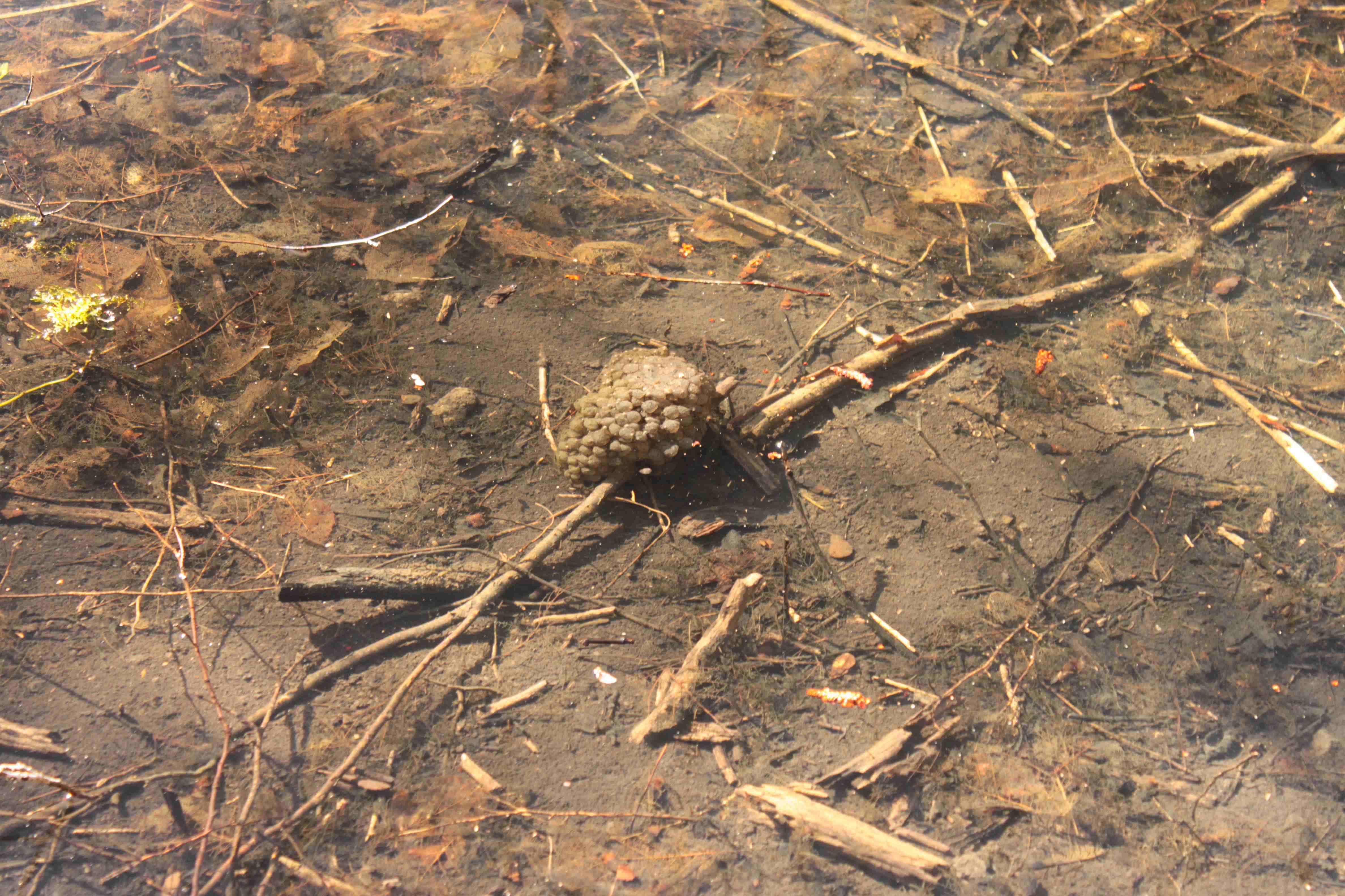 Skokan štíhly (Rana dalmatina) – samice prichytávajú pomerne malé guľaté zhluky svojich vajíčok nepríliš pevne na dno, obvykle k vodným rastlinám. Každá znáška je kladená zvlášť a naviac priestorovo oddelene, preto sú zhluky osamotené v odstupe od ostatných znášok. Časté je, že znášky sú akokeby prebodnuté stzonkami vodných rastlín, ku ktorým boli predtým prichytené. Ak vezmeme znášku do dlane s mierne roztiahnutými prstami, zostane nám v ruke celá, bez poškodenia a bez tendencie rozpadať sa.