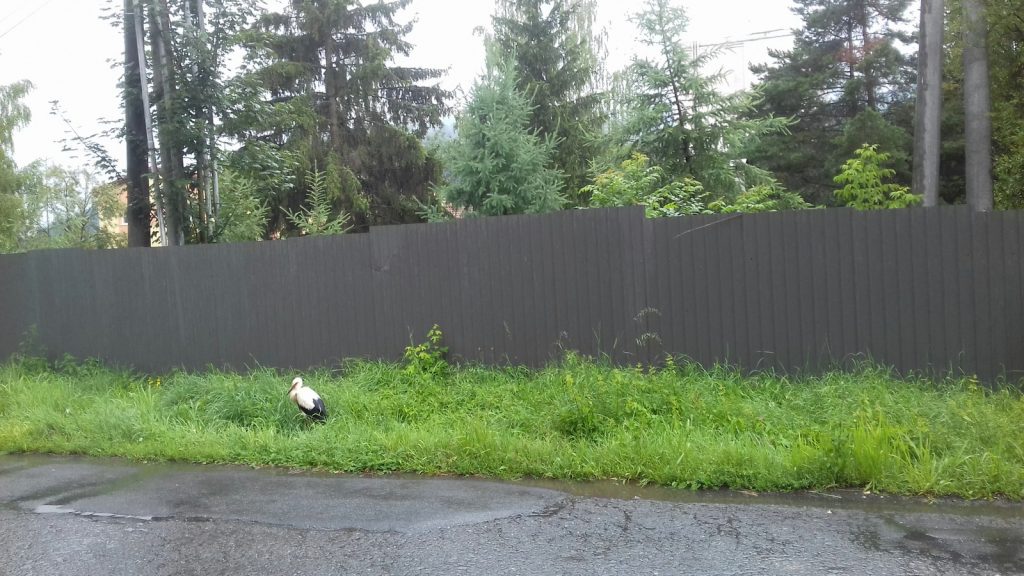 Mláďa bolo vypadnuté veľmi blízko cesty, takže hrozila kolízia s prechádzajúcimi automobilmi.