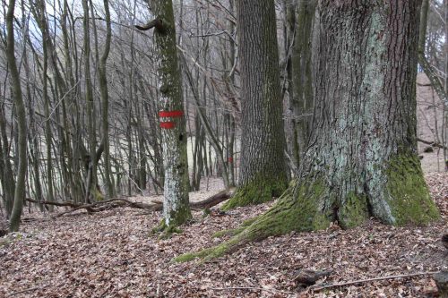 Ukážka pruhového označenia PR. Z vonkajšej strany chráneného územia vidíme dva pruhy. Ak sa pozeráme z vnútra, vidíme iba jeden pruh. Do vnútra rezervácií je mimo turistického chodníka zakázané verejnosti vstupovať.