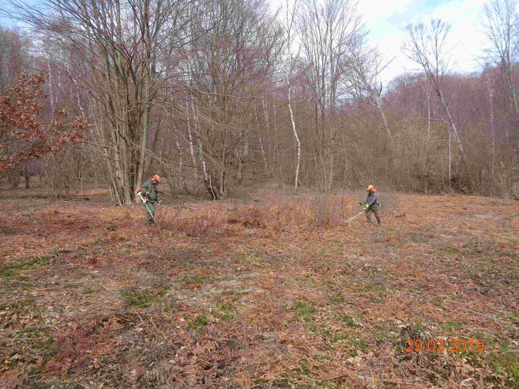 Pravidelné odstraňovanie sukcesných drevín v PR Roztoky je nevyhnutné, aby nezanikol predmet ochrany tejto rezervácie.