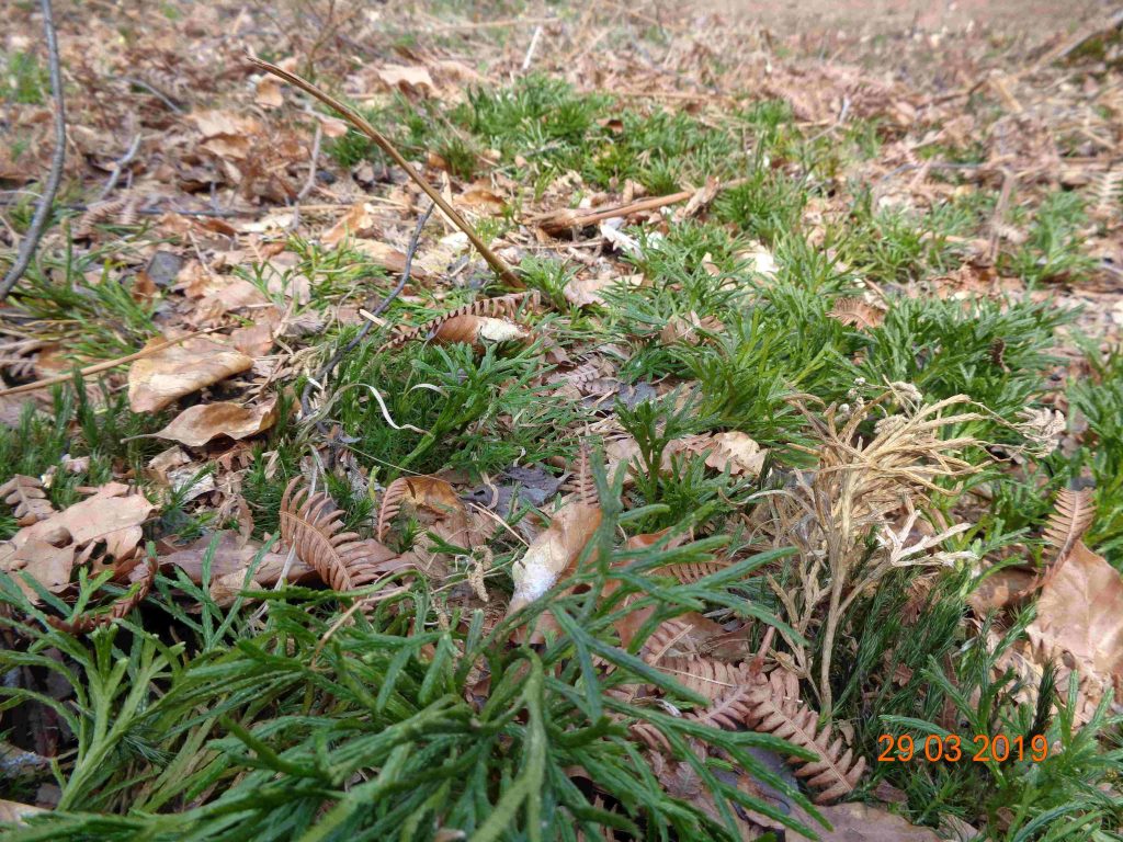 Plavúnik sploštený (Diphasiastrum complanatum) - predmet ochrany v PR Roztoky ako jediná lokalita vo Vihorlate.