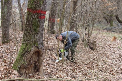 Odstránené dreviny z hranice rezervácie umožnia hlavne počas vegetačnej sezóny dobrú viditeľnosť označenia, keďže sa prírodná rezervácia nachádza v blízkosti obce Stakčín.