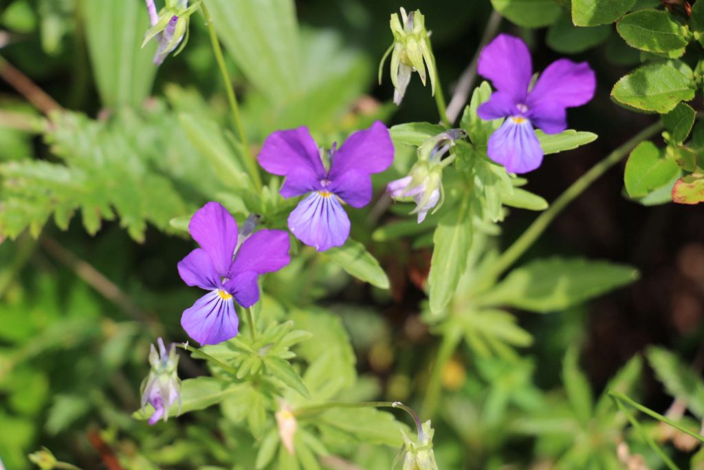 Fialka dácka (Viola dacica)