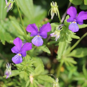 Fialka dácka (Viola dacica)