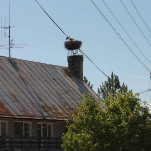 Hniezdo č. 21 na komíne Lesnej správy v Klenovej, kde bola v r. 1986 úspešne inštalovaná umelá hniezdna podložka.