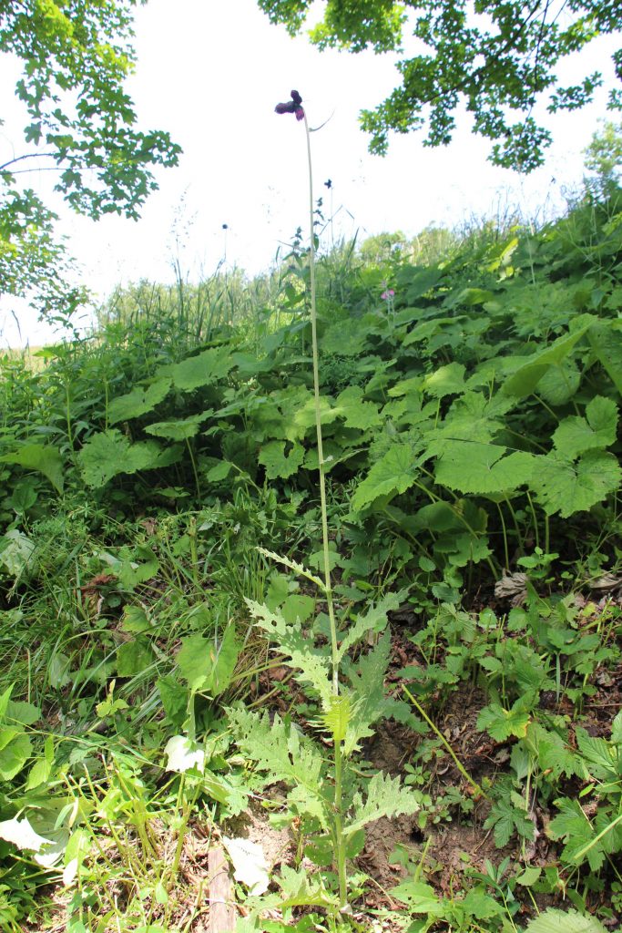 Pichliač Waldsteinov (Cirsium waldsteinii)