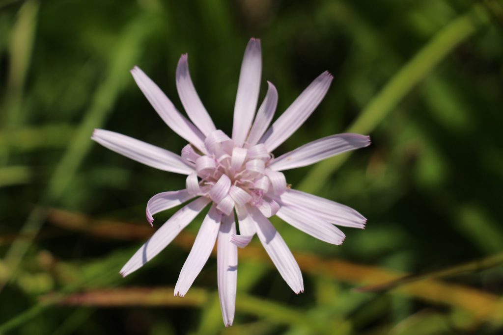 Hadomor ružový (Scorzonera rosea)