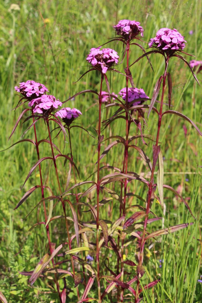 Klinček nakopený (Dianthus compactus)