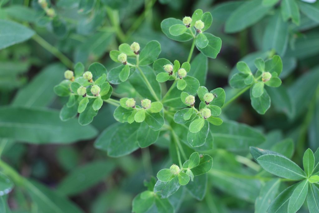 Mliečnik Sojákov (Euphorbia carpatica)