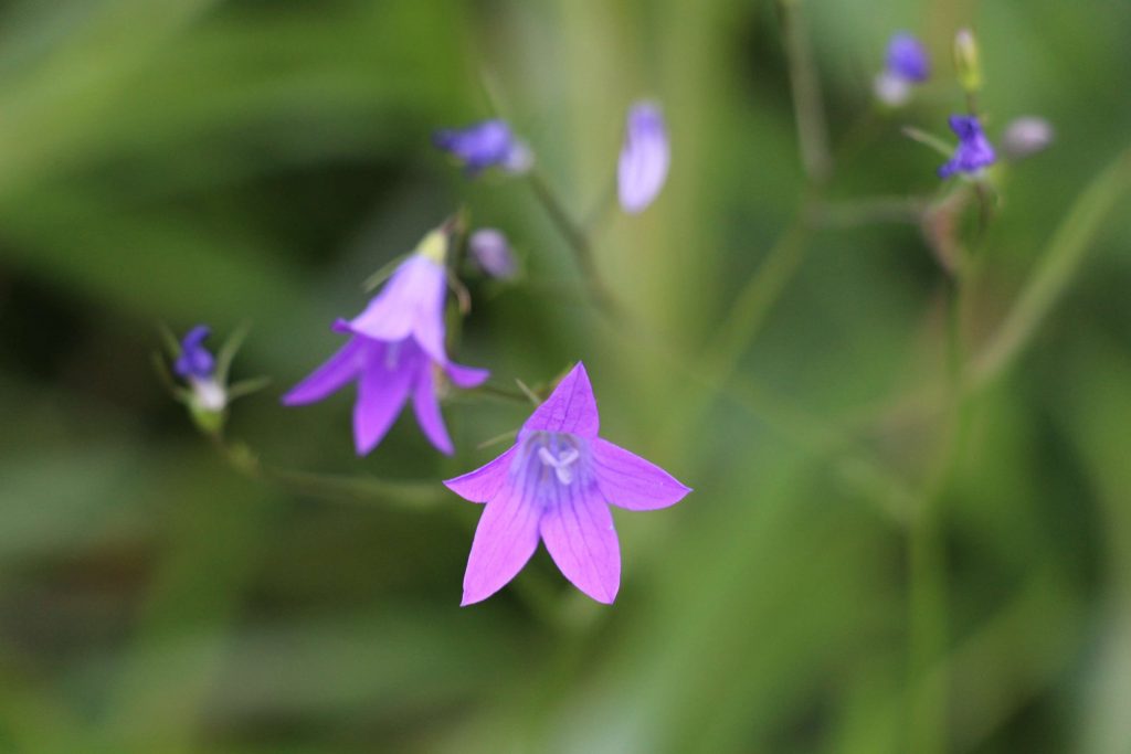 Zvonček jedľový (Campanula abietina)