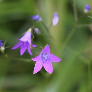 Zvonček jedľový (Campanula abietina)