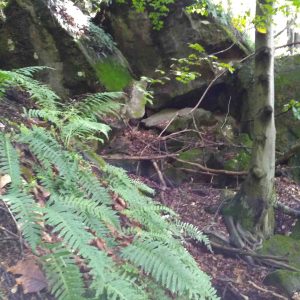 Sladič obyčajný (Polypodium vulgare) predstavuje typický druh pre tento biotop.