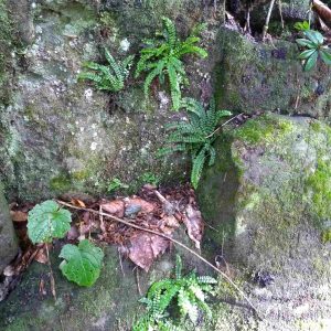 slezinník červený (Asplenium trichomanes)na skalách v PR Borsučiny.