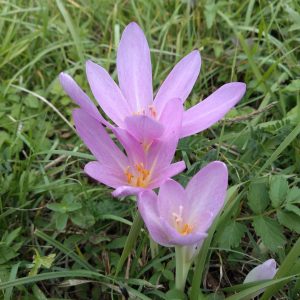 jesienka obyčajná z blízka