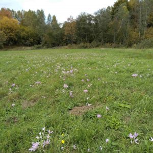 jesienka obyčajná na lúke