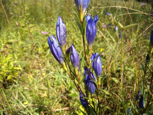 Horec pľúcny (Gentiana pneumonanthe). V r. 2013 sa na ploche GP Starina vyskytoval v početnosti 13 816 jedincov.