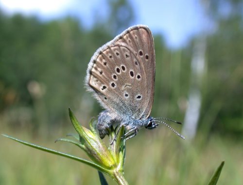 Samička modráčika horcového (Maculinea alcon) pri kladení vajíčok na ploche GP Starina.