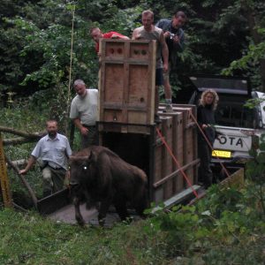 13.6.2004 boli v takýchto transportných prepravkách dovezené 3 zubry, 15.6.2004 dva ďalšie jedince. Dohromady 5 zubrov bolo držaných pol roka v aklimatizačnej oborke, kde boli prikrmované.