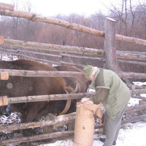 Dlhoročný pracovník Správy Národného parku Poloniny zoológ Štefan Pčola, jeden z najlepších odborníkov v oblasti biológie, ekológie a etológie zubra hrivnatého na Slovensku. V tom čase bol garantom projektu reštitúcie zubra do voľnej prírody na Slovensku.