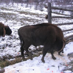 Pri vypustení zubrov sa mrkva využila ako návnada, za ktorou kráčali v ústrety lepších vyhliadok pre zachovanie ich druhu.