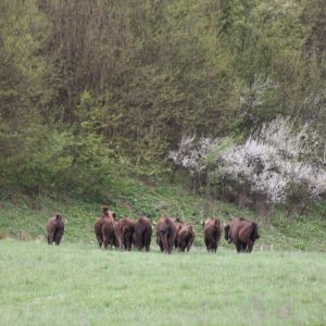 K zubrom sa v súčasnosti nedá priblížiť, hneď utekajú a na fotografiách väčšinou zachytíme iba chrbty s chvostami.