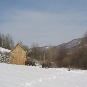 Zubry na zábere sú 3 mesiace na slobode, po vypustení sa stále "zo zvyku" zdržujú v blízkosti aklimatizačnej oborky.