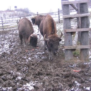 Zubry mali radi pamlsky ako napr. mrkvu, ktorá im aj „dláždila“ cestu na slobodu.