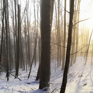 na čerstvo napadnutom snehu vznikli ideálne podmienky na sledovanie výskytu a aktivity zveri