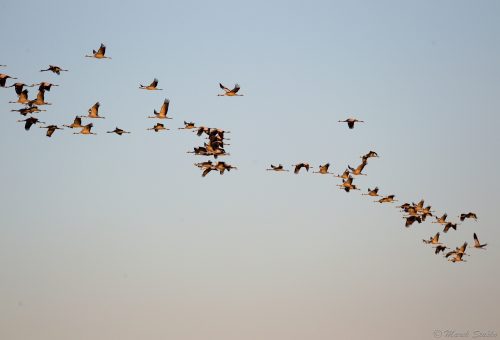 letiace žeriavy popolavé