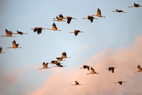 letiace žeriavy popolavé