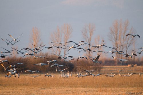 letiace žeriavy popolavé
