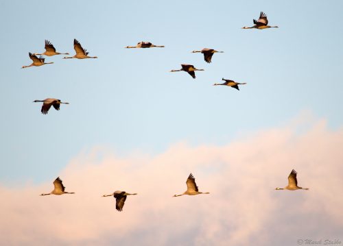 letiace žeriavy popolavé pri Sennom