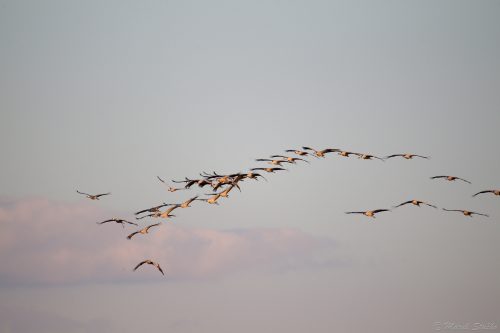 letiace žeriavy popolavé