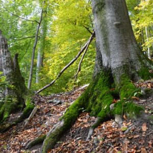 3. Ako sa volá najväčší slovenský prales (svojou výmerou)?