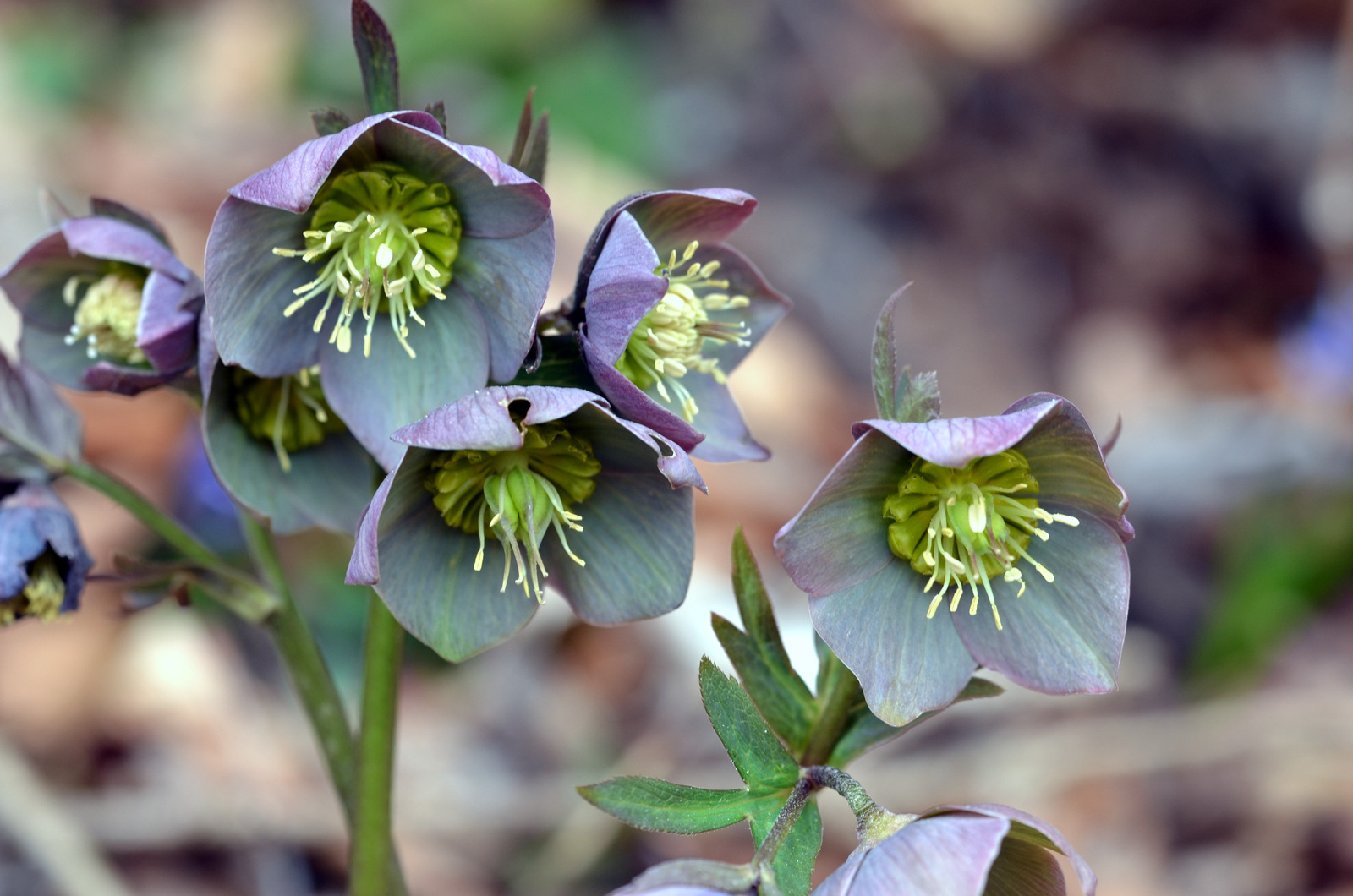 čemerica purpurová kvet