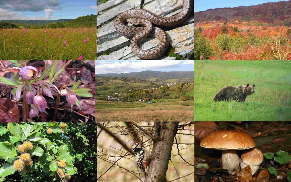 koláž fauny a flóry Polonín (9 obrázkov)