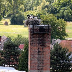 Tým istým rodičom sa minulý rok na komíne podarilo úspešne odchovať až 4 mláďatá.