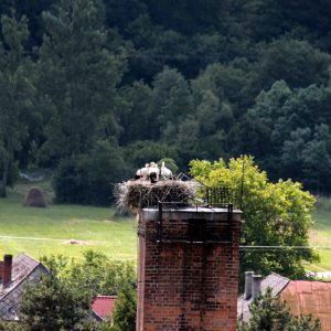 Minuloročná sezóna hniezdenia bocianov na rovnakom mieste v r. 2019.