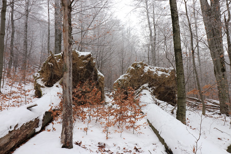 Bukový prales v NPR Havešová v zime.