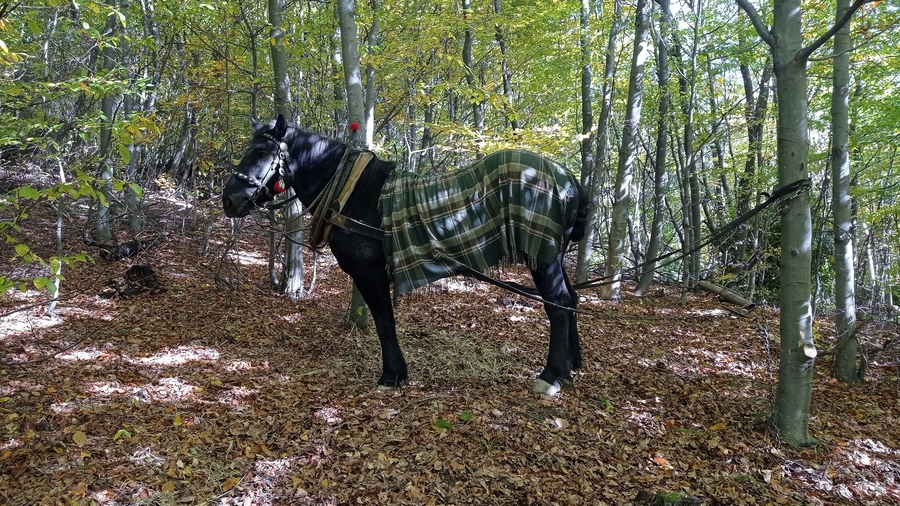 Jeden ťažný kôň v lesnom poraste